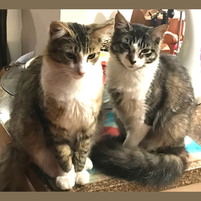 Photo of Cuddles And Sweetness