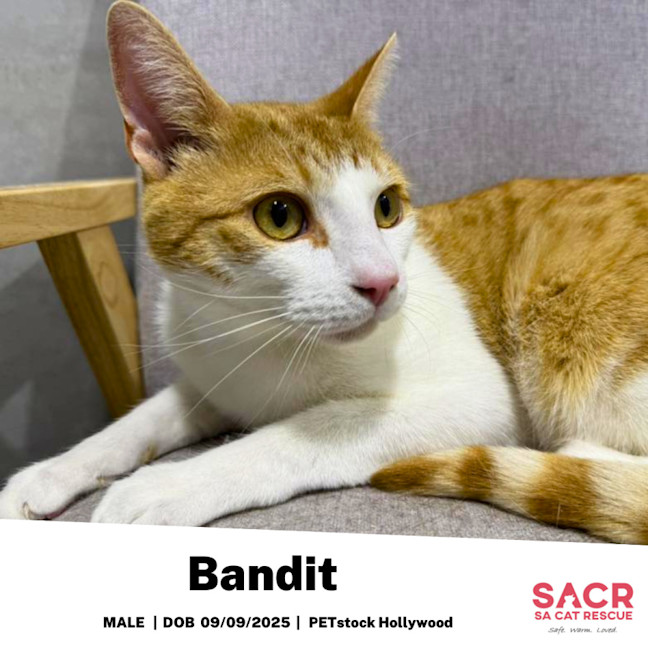 Photo of Bandit
