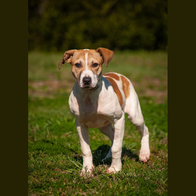Photo of Sadie