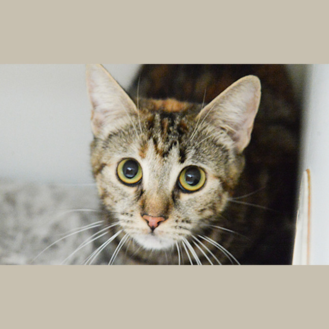 Photo of Hermes