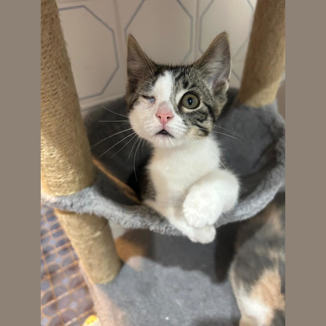 Photo of Chickpea🐥