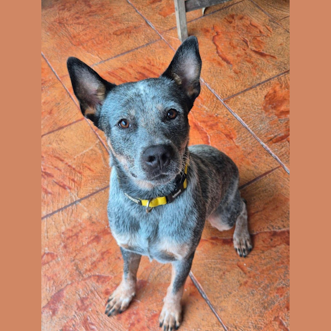 Photo of Scout