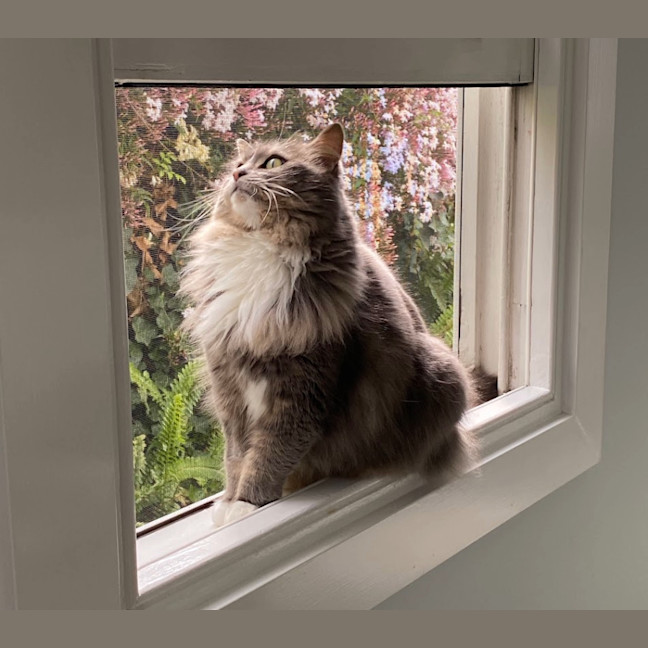 Photo of Bonita   In Foster Care In Brunswick