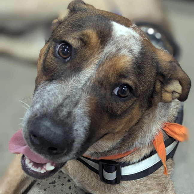 Photo of Copper