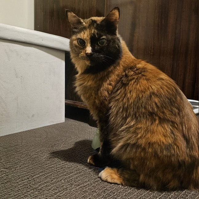 Photo of Savanna