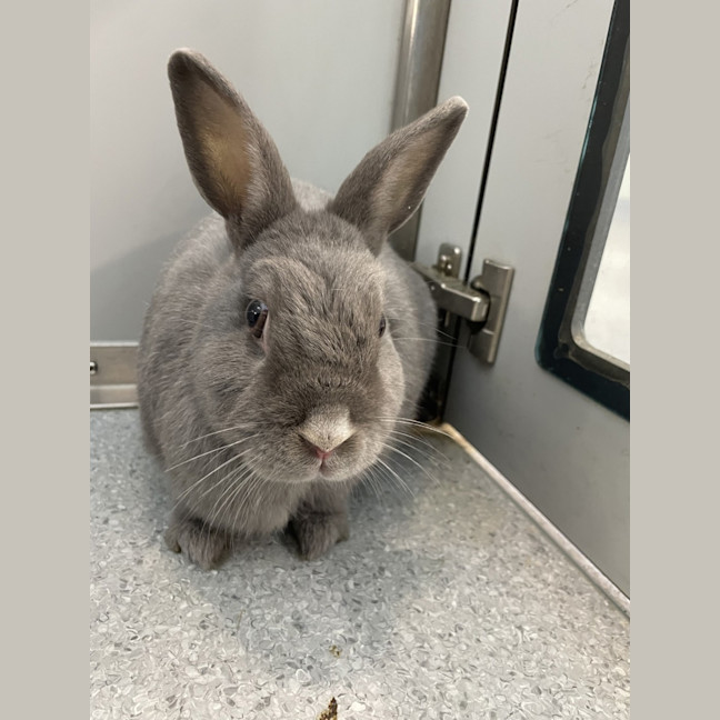 Photo of Buttercup( Bonded To Pebbles)