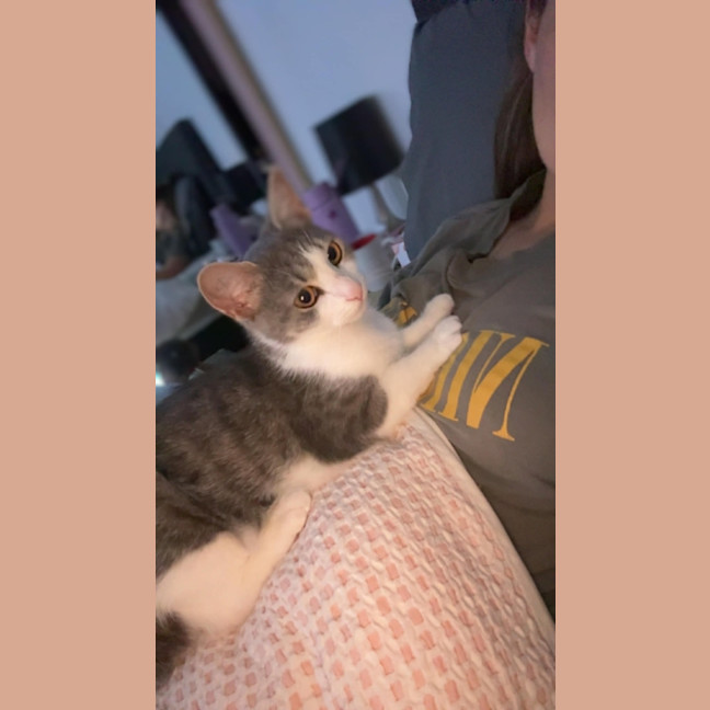 Photo of Phoebe *9 Lives Project Rescue*