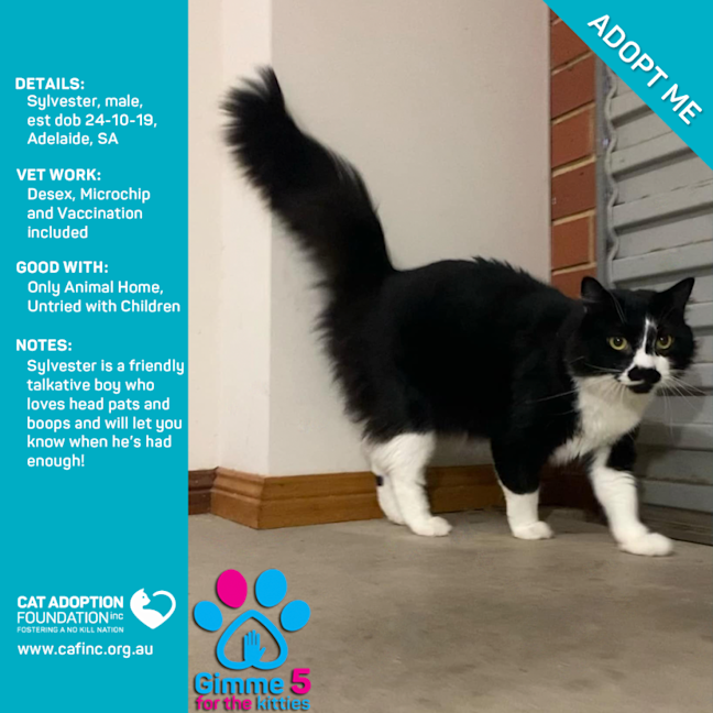 Photo of Sylvester Only $50 Limited Time!