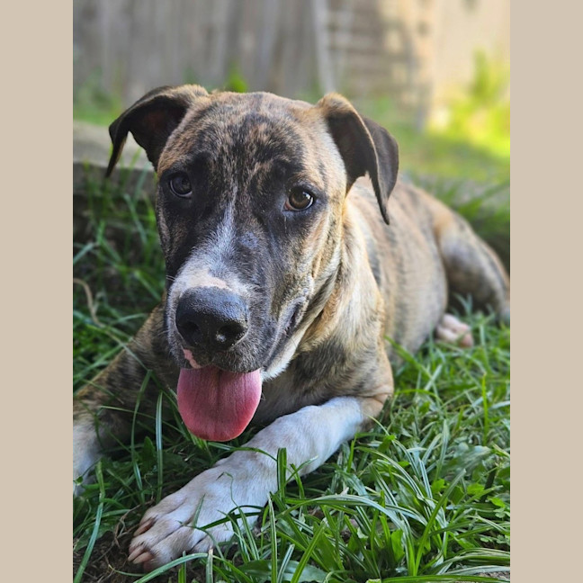 Photo of Bernard *$350 Adoption Fee*