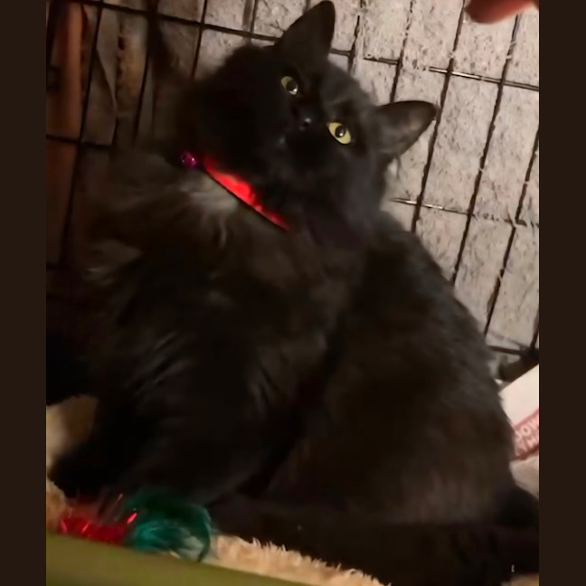 Photo of Sally * 9 Lives Project Rescue* 