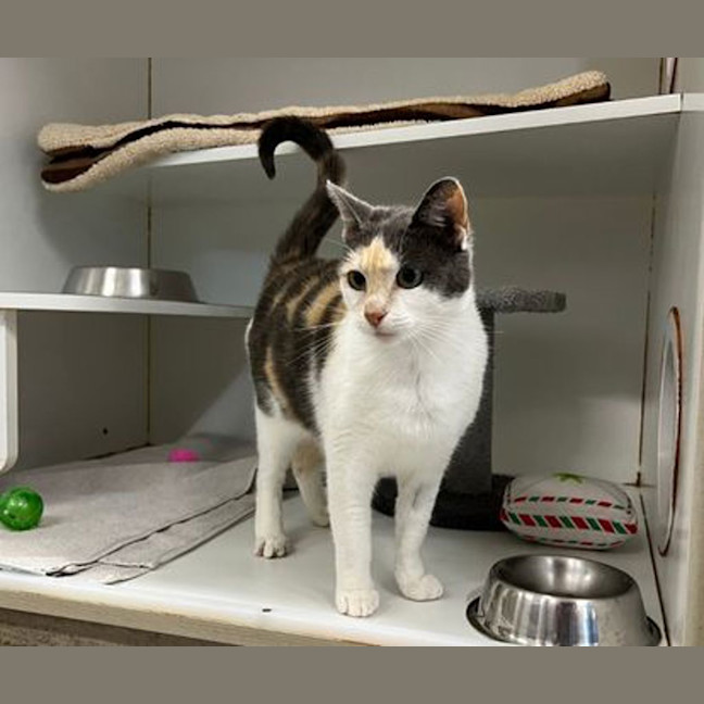 Photo of Peaches