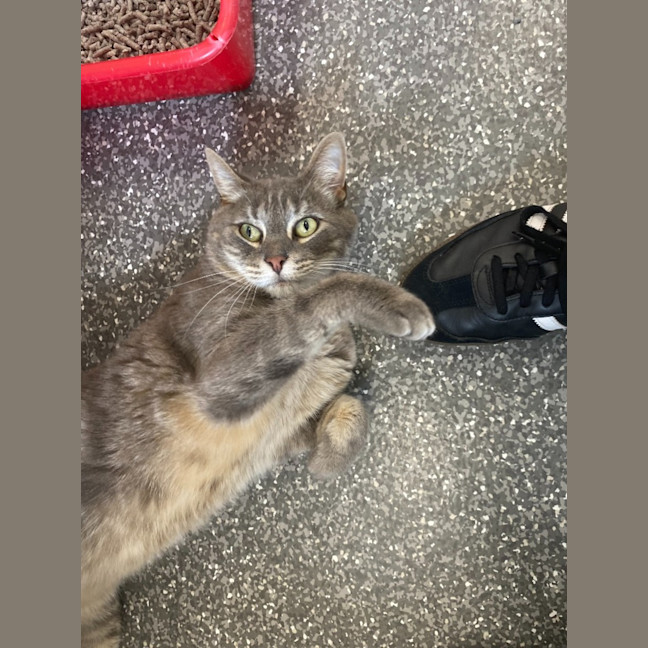 Photo of Socks And Wilbur