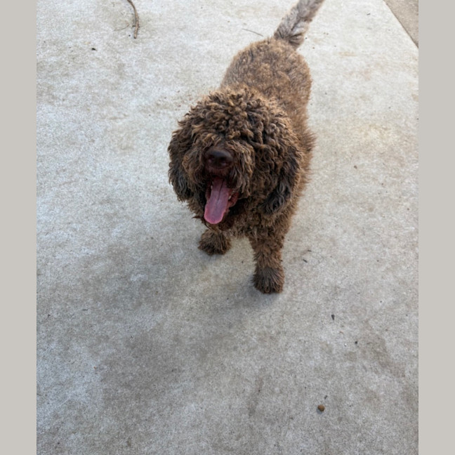 Photo of Sesame 