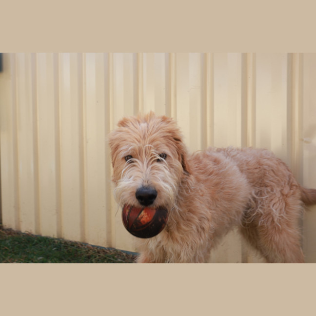Photo of Texie Bear