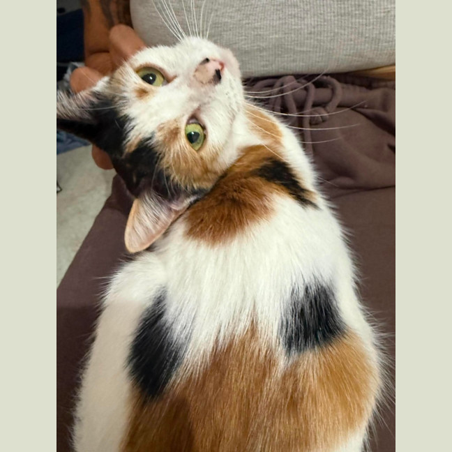 Photo of Pumpkin