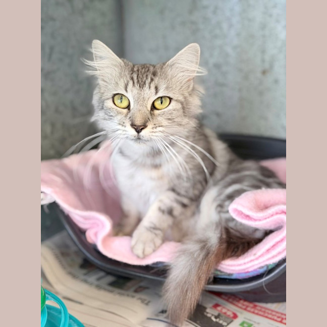 Photo of Kiwi