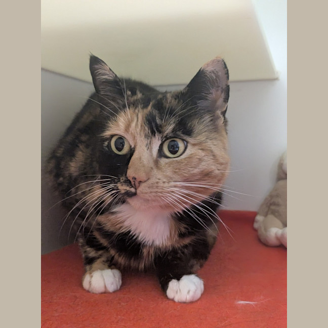 Photo of 🌖 Agatha 6518 🌖