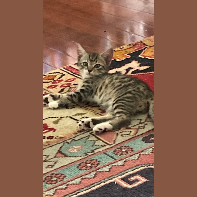 Photo of Nicholas