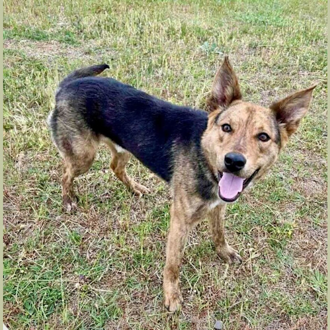 Photo of Da Vinci (Aka Vinnie)