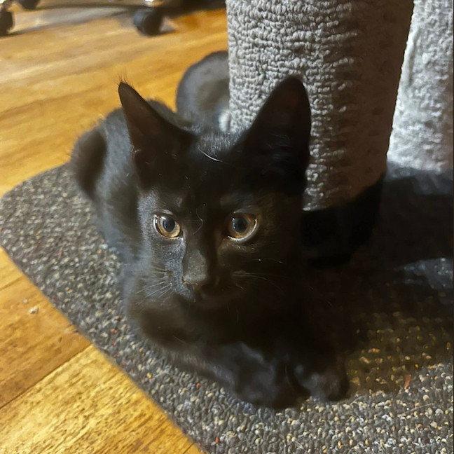 Photo of Colt