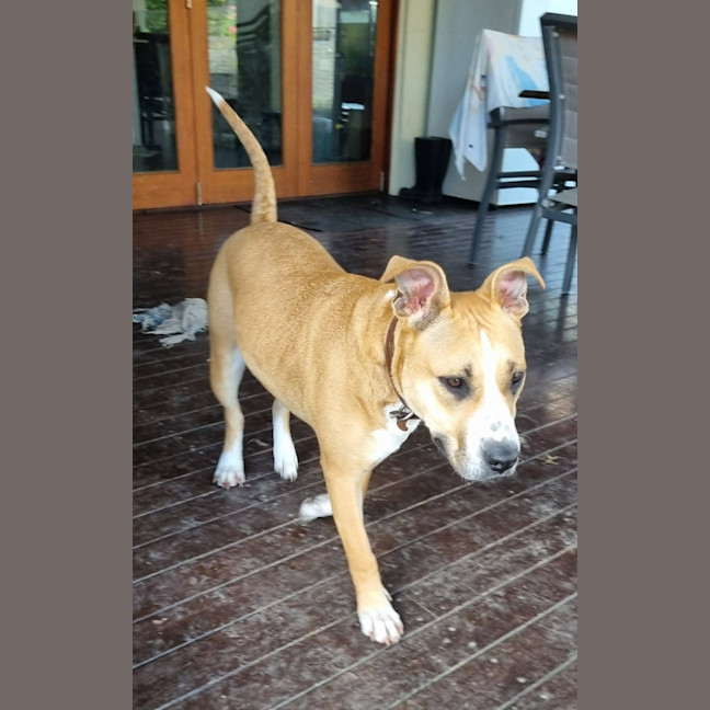 Photo of Stella