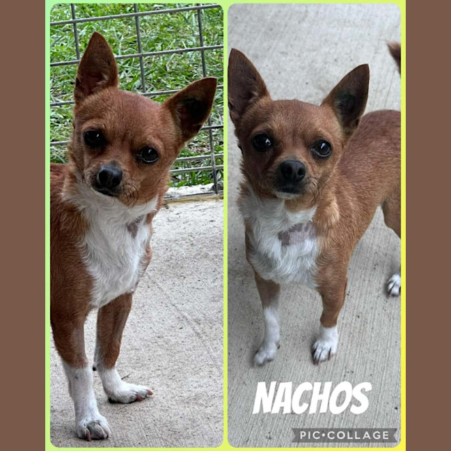 Photo of Nachos