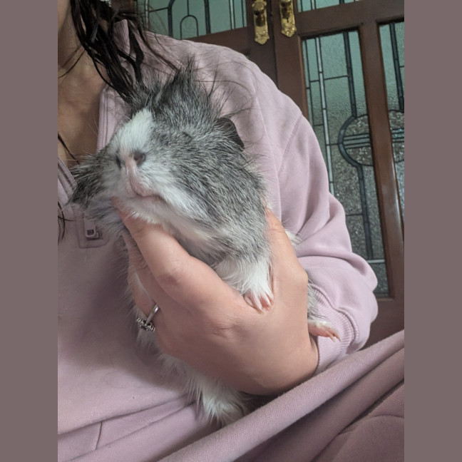 Photo of Scruffy / Chip