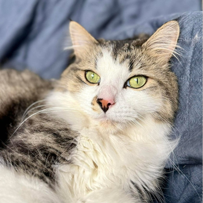 Photo of Wilson   In Foster Care In Preston