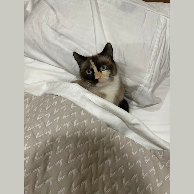 Photo of Suki