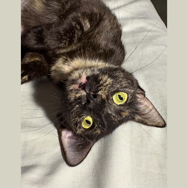Photo of Biscuit