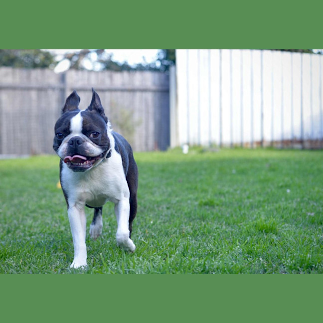 Photo of Remy   4 Year Old Boston Terrier