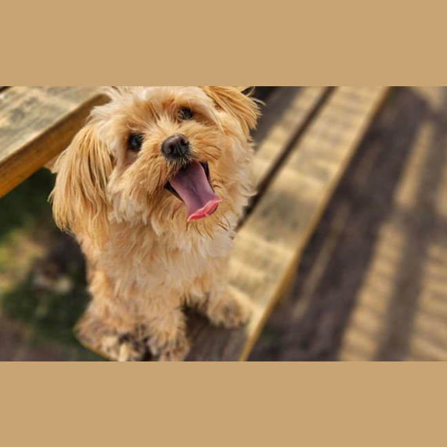 Photo of Pikelet 