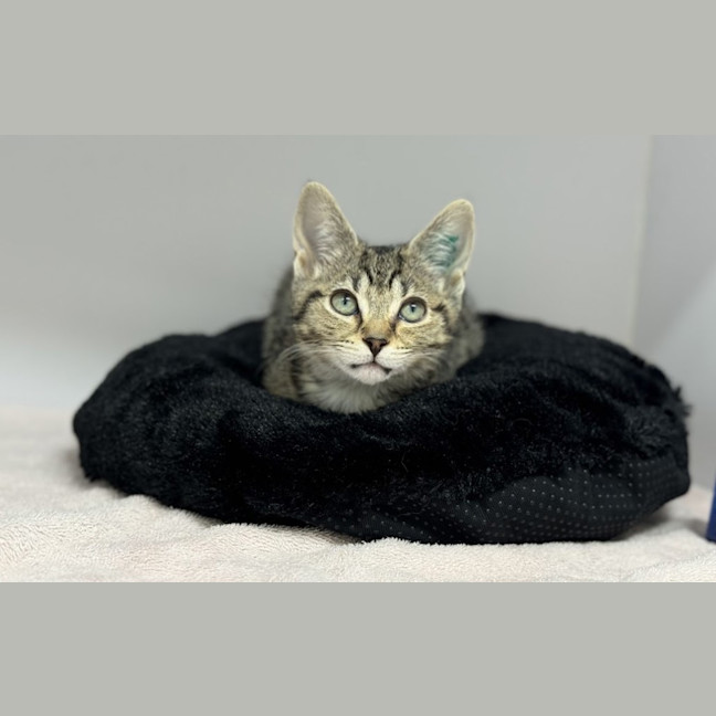 Photo of Petal