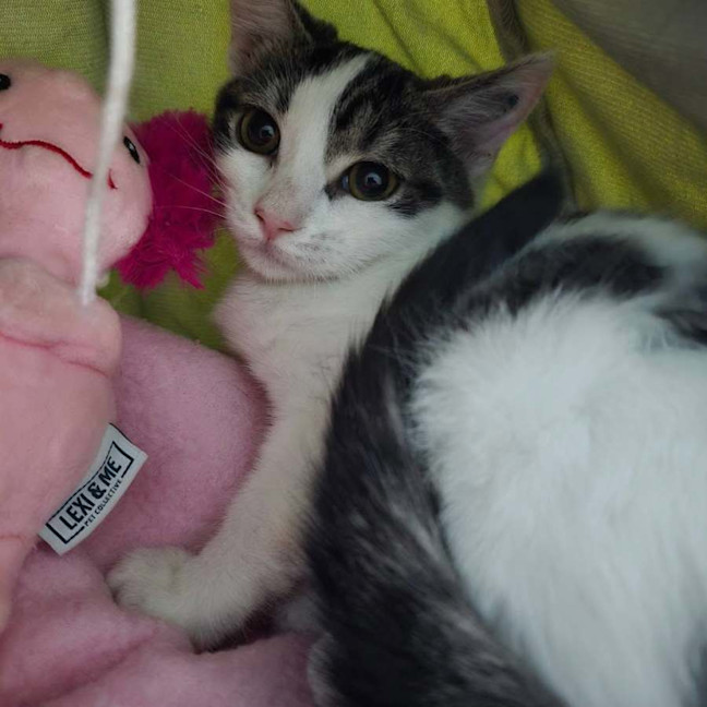 Photo of Pixie
