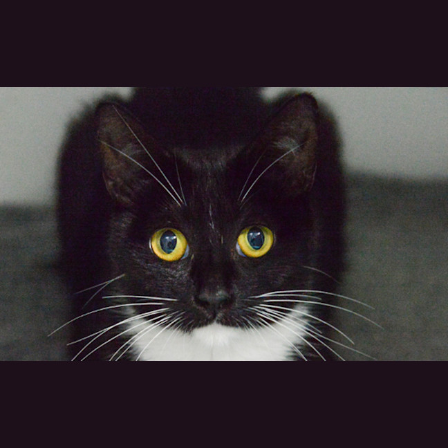 Photo of Ophelia 