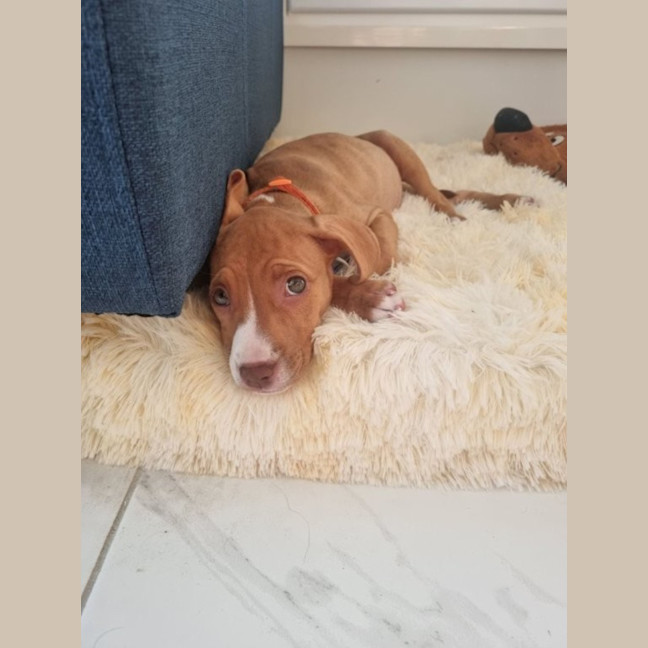 Photo of Kura  9 Week Old Staffy (Trial)