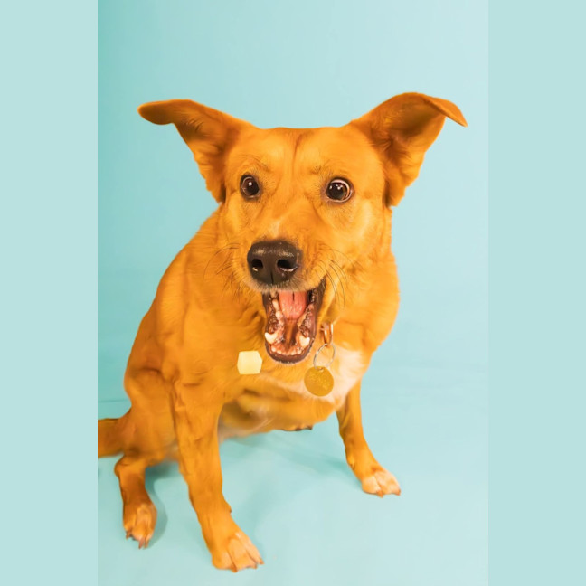Photo of Nala 