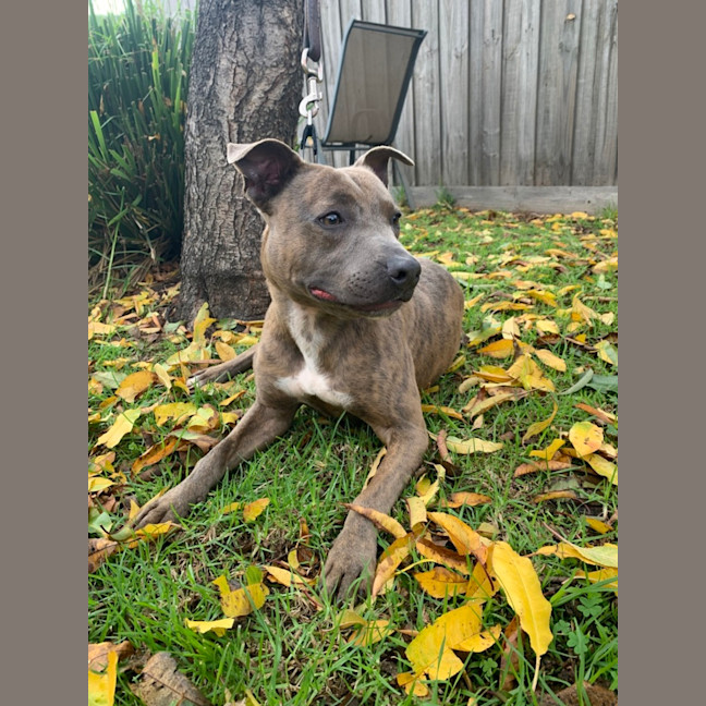 Photo of Mosey (64372)