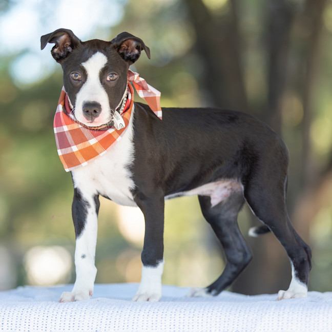 Photo of Blaze