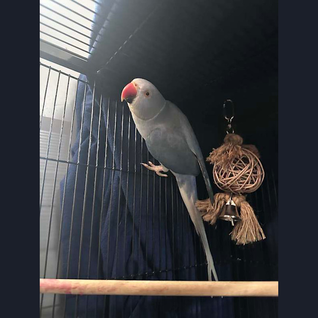 Photo of Jimbo