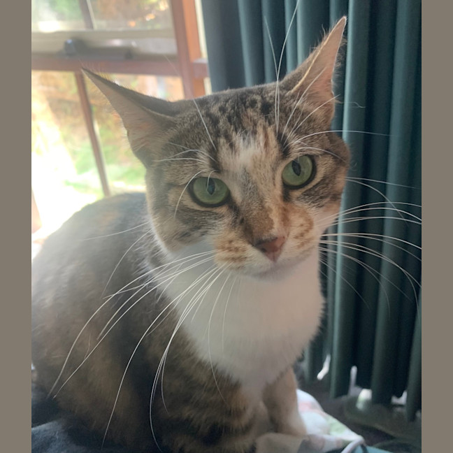 Photo of Cinnamon