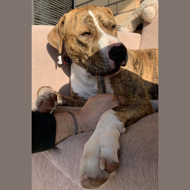 Photo of Buster