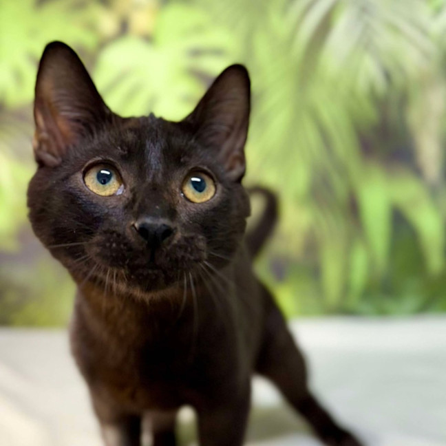 Photo of Java   Located In Surrey Hills