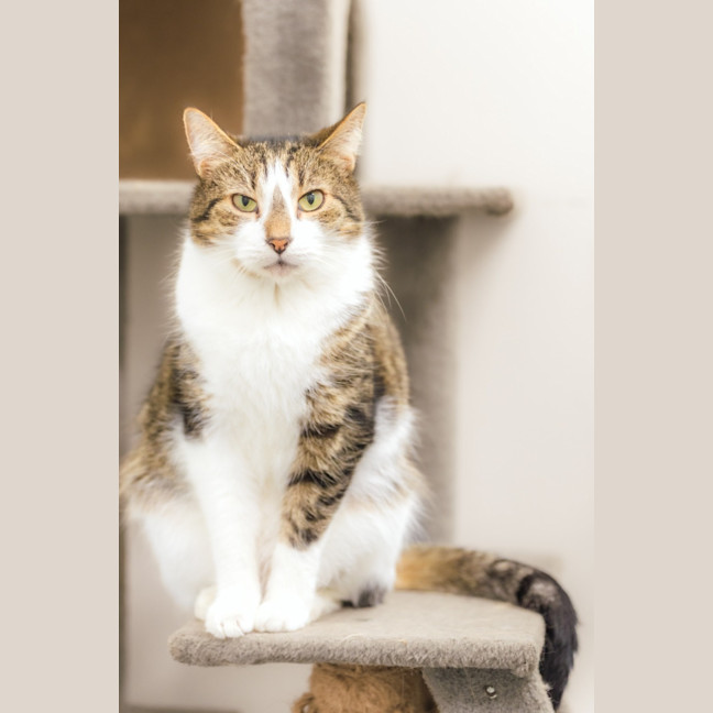 Photo of Spot