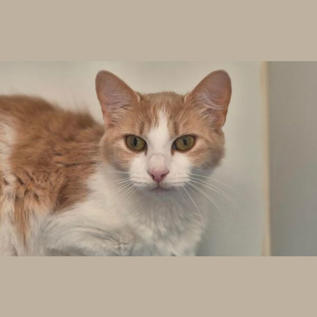 Photo of Maple