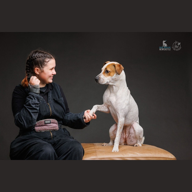 Photo of Lola   1 Year Old Cattle Dog X Staffy