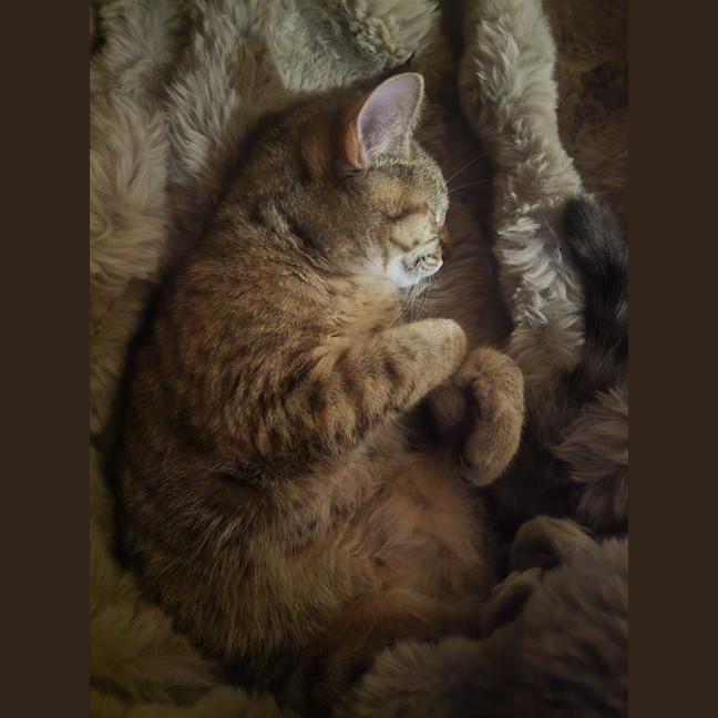 Photo of Cinnamon 
