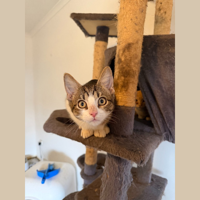 Photo of Albus