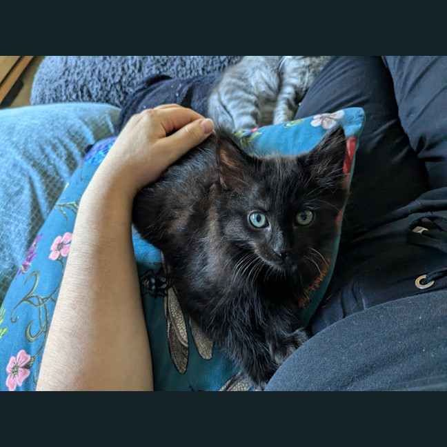 Photo of Loki