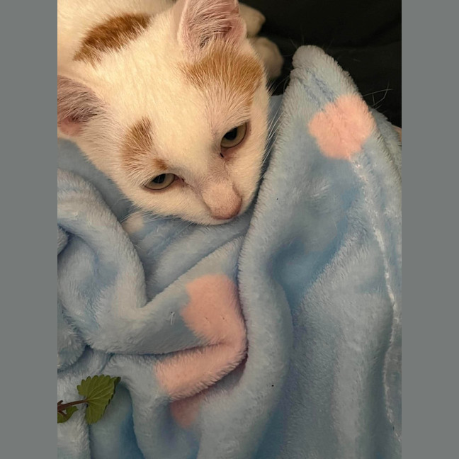 Photo of Peaches